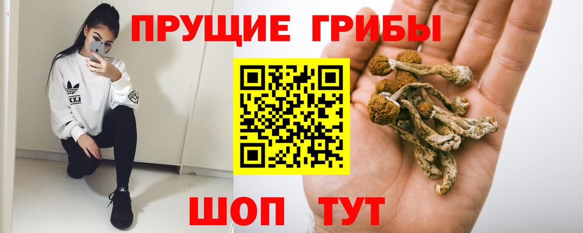 Псилоцибиновые грибы Psilocybine cubensis  Вход с VPN  Осинники 
